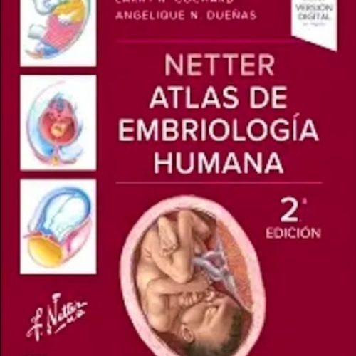 NetterEmbriologia